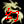   FableRO 2024 -  Shadr45rus |     MMORPG Ragnarok Online  FableRO:   Champion,  , White Lord Kaho's Horns,   
