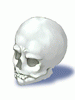   Fable.RO PVP- 2024 -   - Skull |    MMORPG  Ragnarok Online  FableRO:  ,   Baby Knight,   ,   