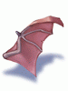   Fable.RO PVP- 2024 -   - Wing of Red Bat |    Ragnarok Online  MMORPG  FableRO: Black Ribbon,   Gypsy,   Baby Dancer,   